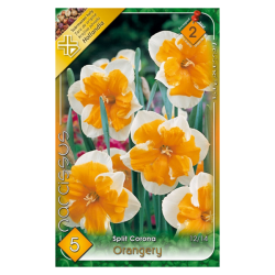 Nárcisz narancs-fehér virághagyma 5db-os