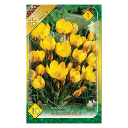 Botanikai krókusz citromsárga virághagyma 10db-os