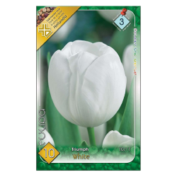 Triumph tulipán fehér virághagyma 6db-os