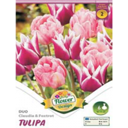 Duo tulipán rózsaszín virághagyma 6db-os