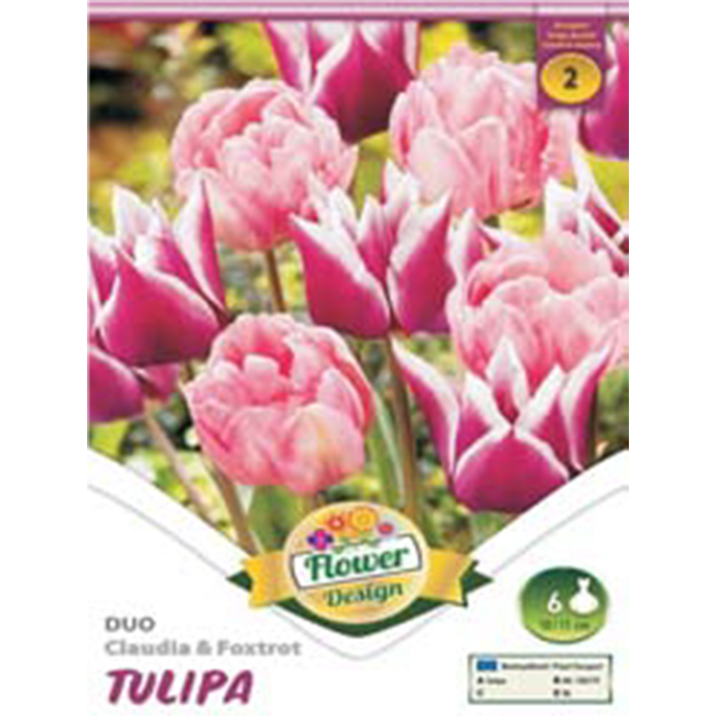 Duo tulipán rózsaszín virághagyma 6db-os