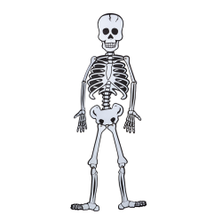 Csontváz habszivacs dekoráció 85 x 18 cm