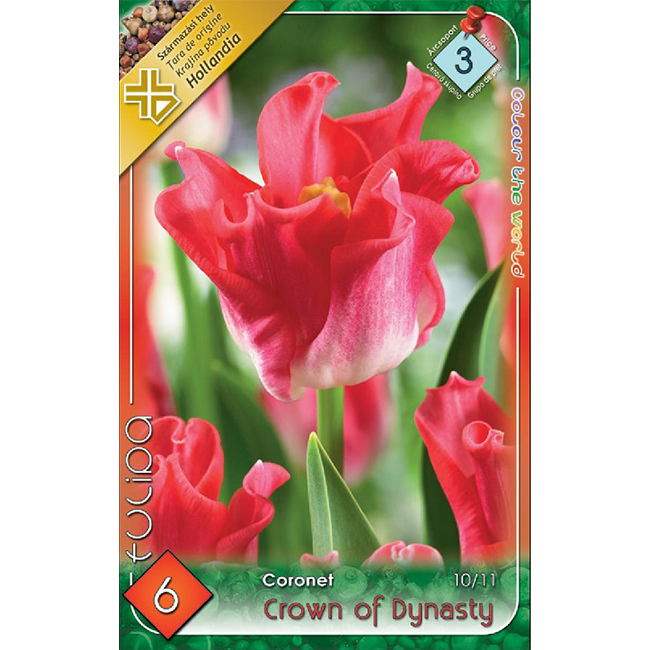 Coronet tulipán rózsaszín 6db-os