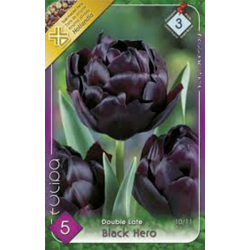 Teltvirágú tulipán fekete virághagyma 5db