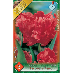 Papagáj tulipán piros virághagyma 8db-os