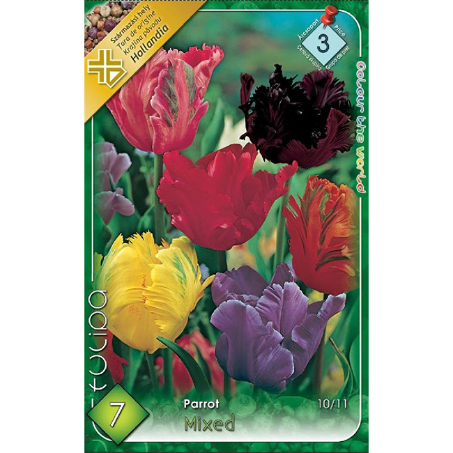 Papagáj tulipán vegyes színű virághagyma 7db-os