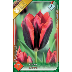 Triumph tulipán piros-fekete virághagyma 7db-os