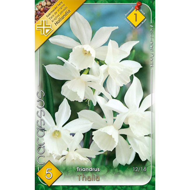 Nárcisz fehér virághagyma 5db-os