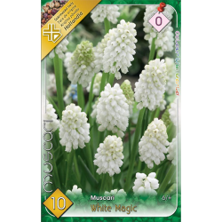 Gyöngyike fehér virághagyma 10db-os