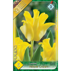 Coronet tulipán citromsárga 5db-os