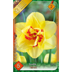 Nárcisz sárga-piros virághagyma 5db-os