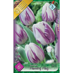 Triumph tulipán fehér-lila virághagyma 6db-os