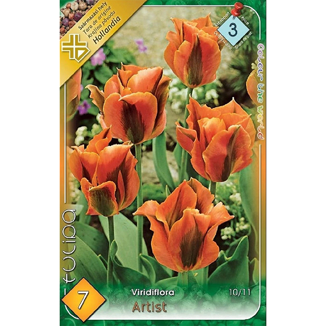 Viridiflora tulipán sárga-fekete 7db-os
