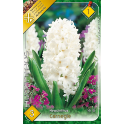 Jácint fehér virághagyma 3db-os