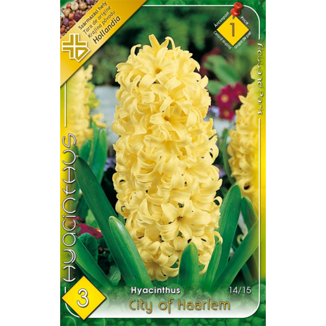 Jácint sárga virághagyma 3db-os