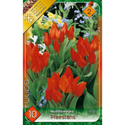 Praestans tulipán piros virághagyma 10db-os