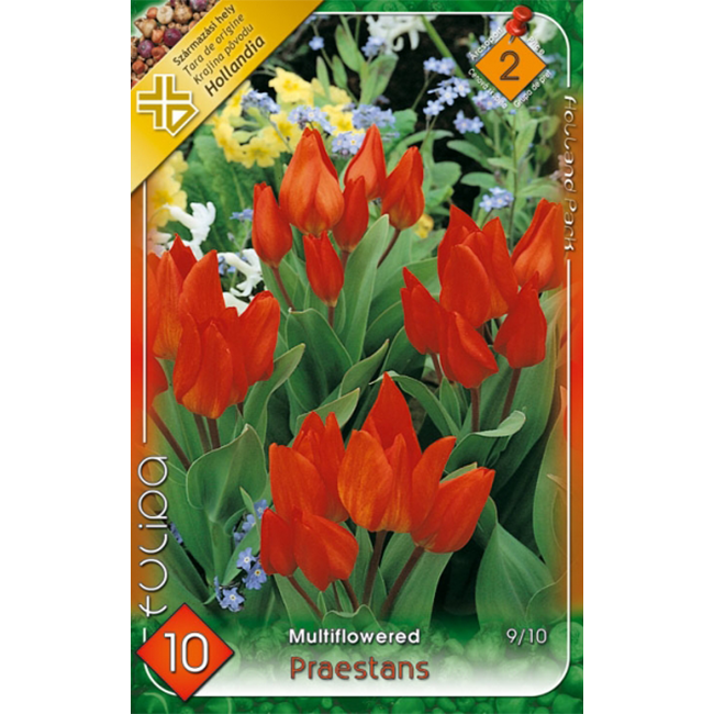 Praestans tulipán piros virághagyma 10db-os