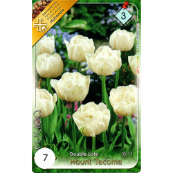 Teltvirágú tulipán fehér 7db