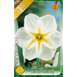 Nárcisz fehér virághagyma 5db-os